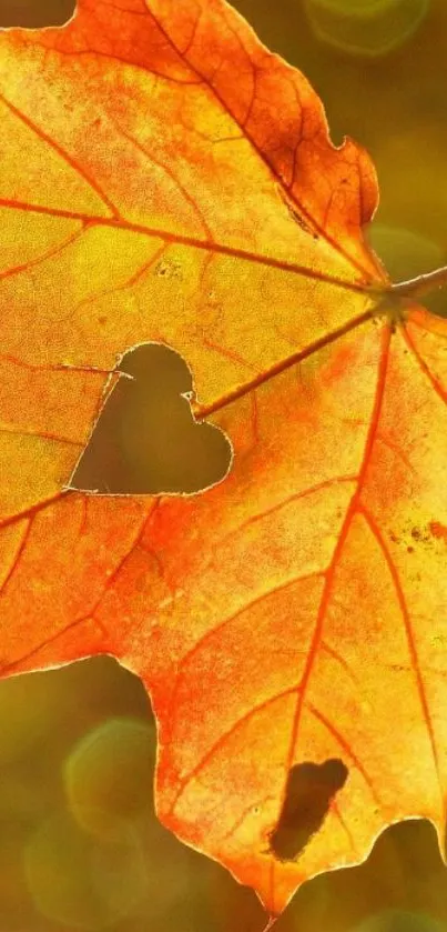 Orange autumn leaf with heart-shaped cutout.