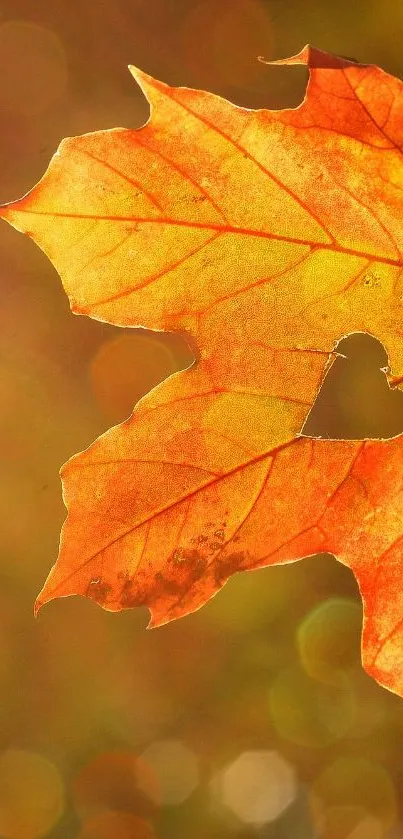 Autumn leaf with heart-shaped cutout design.