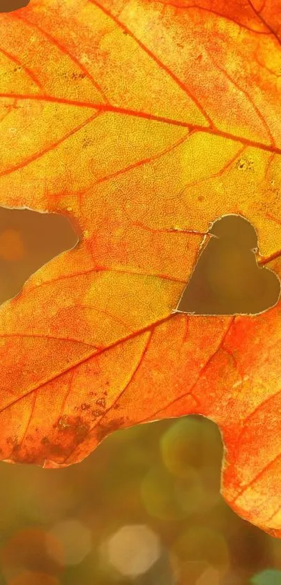 Orange leaf with heart cutout on a blurred background
