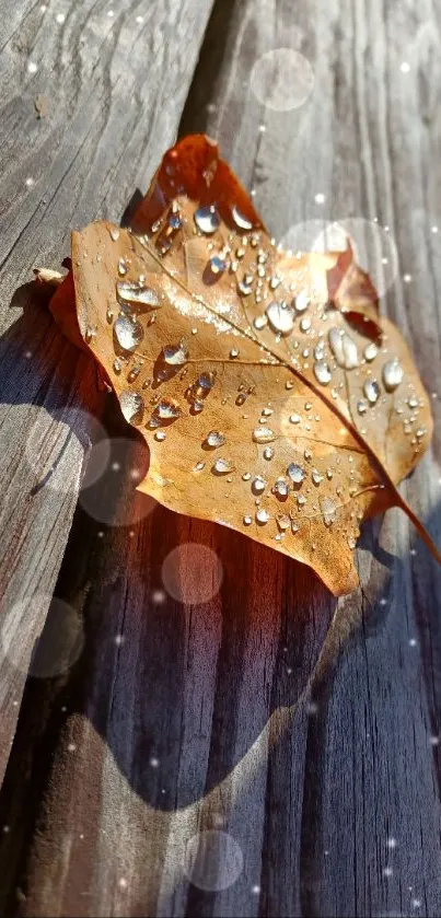 Autumn leaf with raindrops on wooden surface.