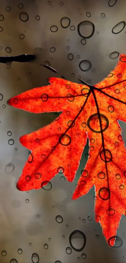 Vibrant autumn leaf with raindrops on mobile wallpaper.