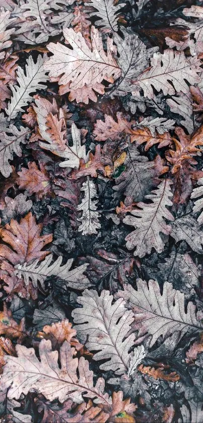 Overhead view of scattered brown and grey autumn leaves.