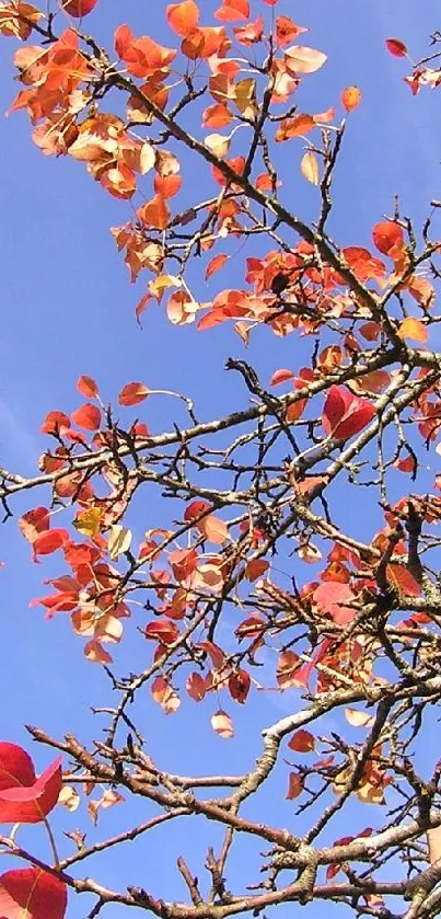 Red autumn leaves against a blue sky with branches.