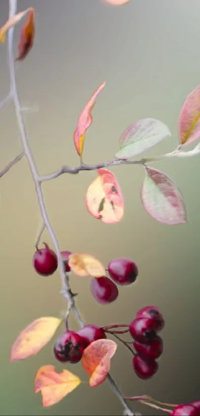 Colorful branch with autumn leaves and berries on a soft background.