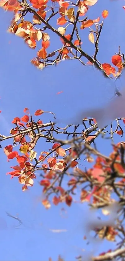 Autumn leaves on branches with blue sky background.