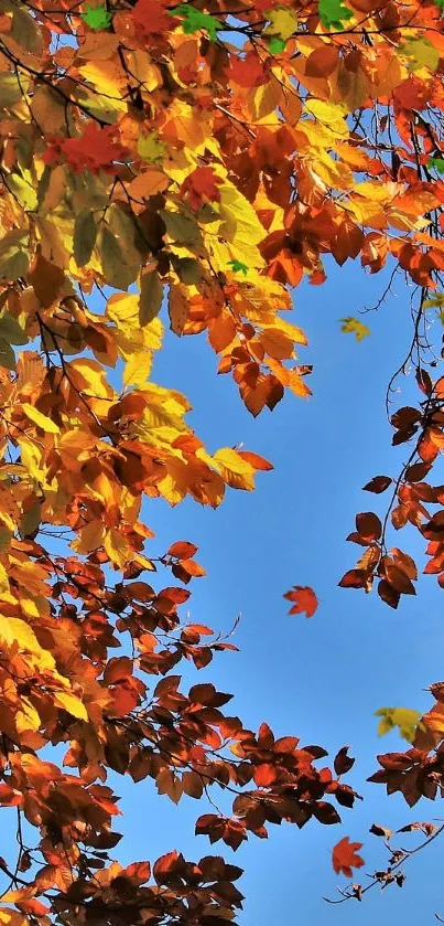 Vibrant autumn leaves against a blue sky, perfect for a seasonal phone wallpaper.