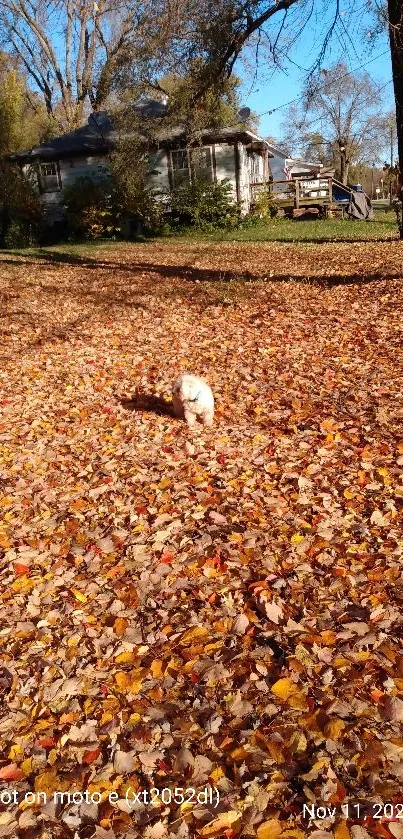 Small white dog in a leaf-covered autumn garden.