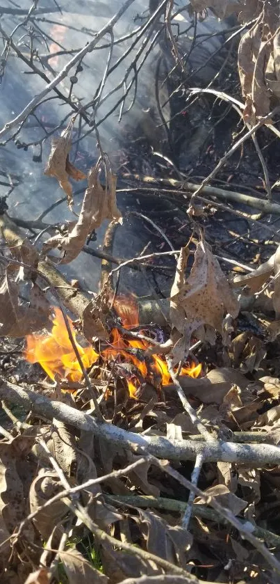 Fire burning among autumn leaves and twigs in forest.