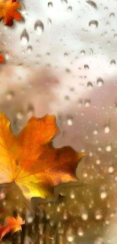 Colorful autumn leaves with raindrop background wallpaper.