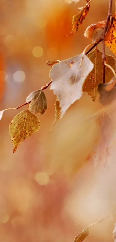 Closeup of autumn leaves with bokeh effect.