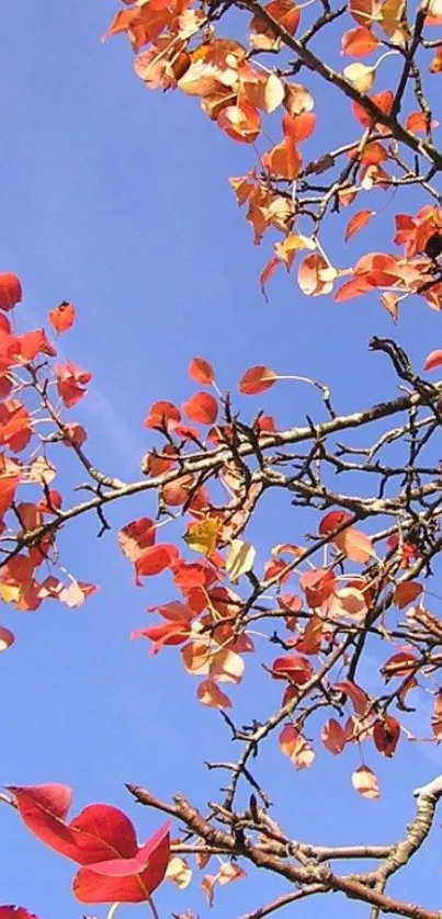 Colorful autumn leaves against a clear blue sky background.