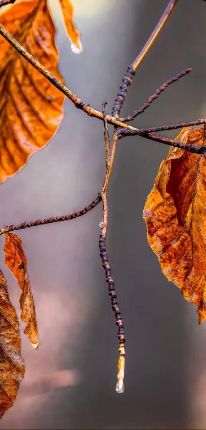 Autumn leaves on branches with a soft background blur.