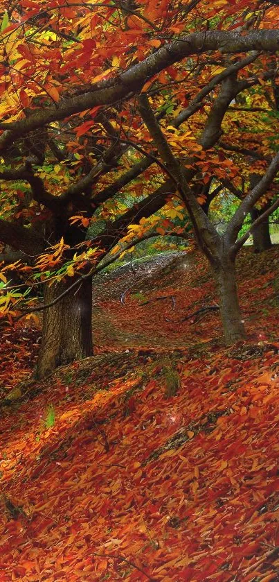 Vibrant forest with orange autumn leaves and tree canopy in fall.