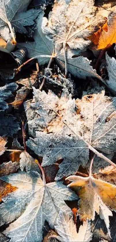 Frost-covered autumn leaves with orange hues.