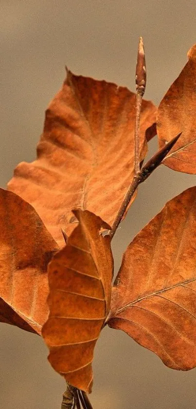 Close-up of brown autumn leaves on a mobile wallpaper.