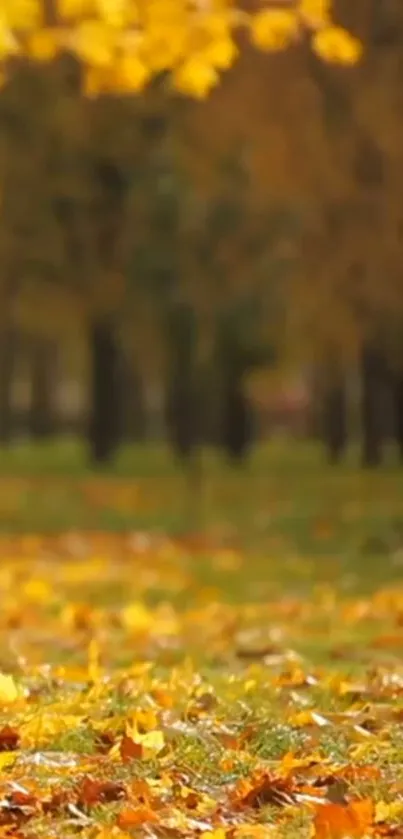 Autumn leaves falling gently in sunlit forest scene.