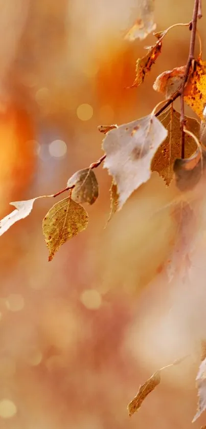 Elegant mobile wallpaper with autumn leaves and bokeh lighting.