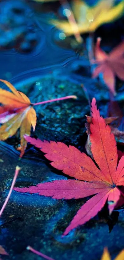 Red autumn leaves floating on water. Serene and vibrant mobile wallpaper.