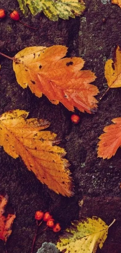 Colorful autumn leaves on a stone surface.