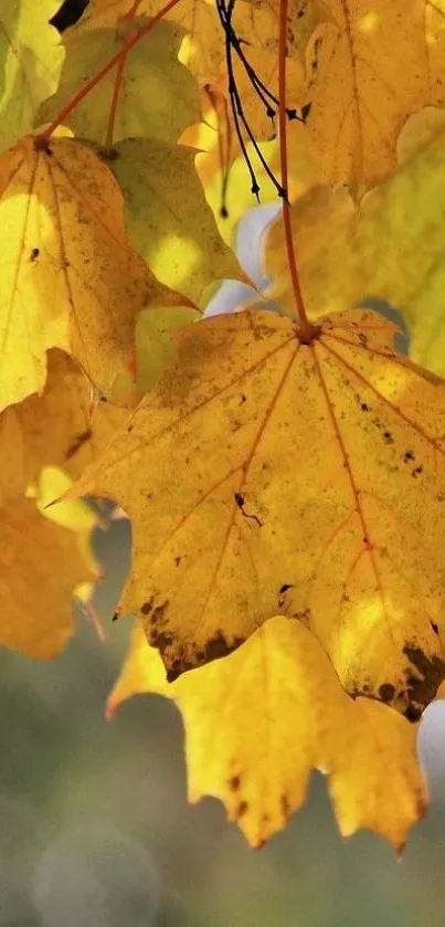 Vibrant golden autumn leaves wallpaper.