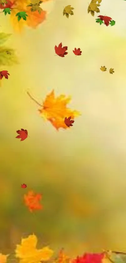 Vibrant autumn leaves on a blurred background.