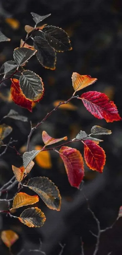 Vibrant red and orange autumn leaves against a dark background.