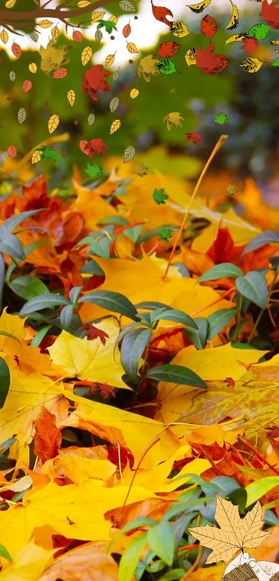 Vibrant autumn leaves mobile wallpaper with rich fall colors.