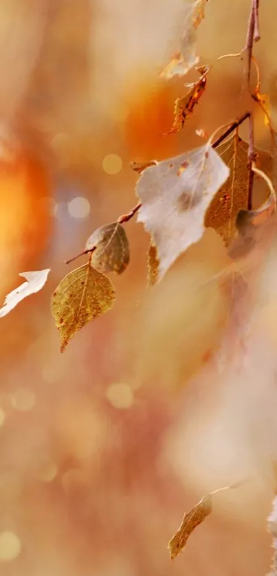 Autumn leaves with orange and brown hues on a soft blurred background