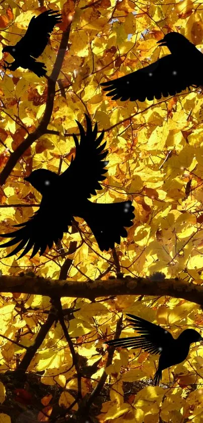 Vibrant golden yellow leaves on a tree during autumn.