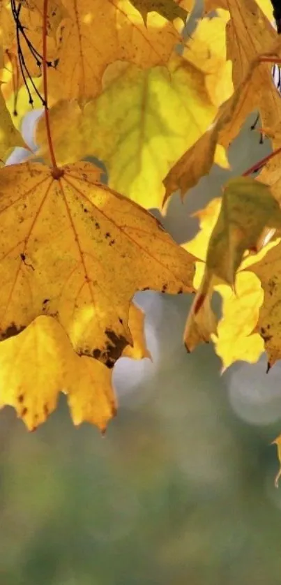 Vibrant yellow autumn leaves on tree branches.