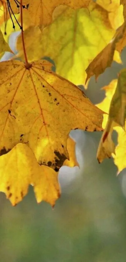 Golden autumn leaves with natural light