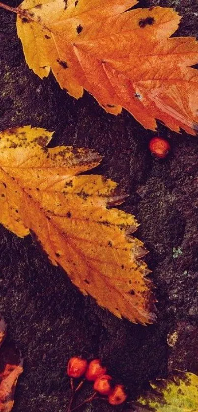 Orange autumn leaves on a textured surface background.