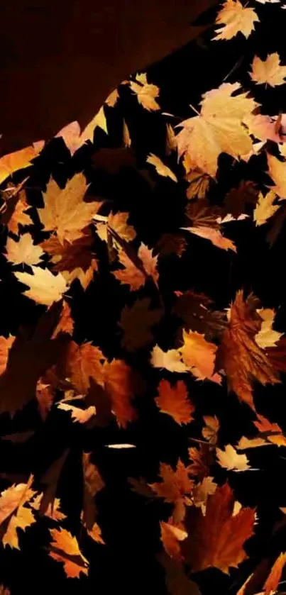 Vibrant autumn leaves scattered on a dark background.