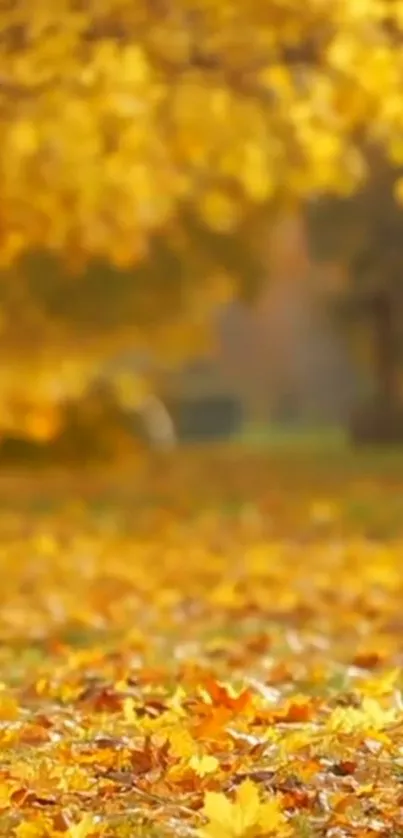 Vibrant yellow autumn leaves on a sunny day, perfect for a mobile wallpaper.
