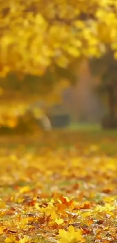 Golden autumn leaves covering the ground.