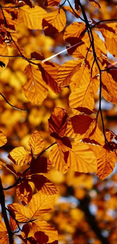 Orange autumn leaves on tree branches against blue sky.