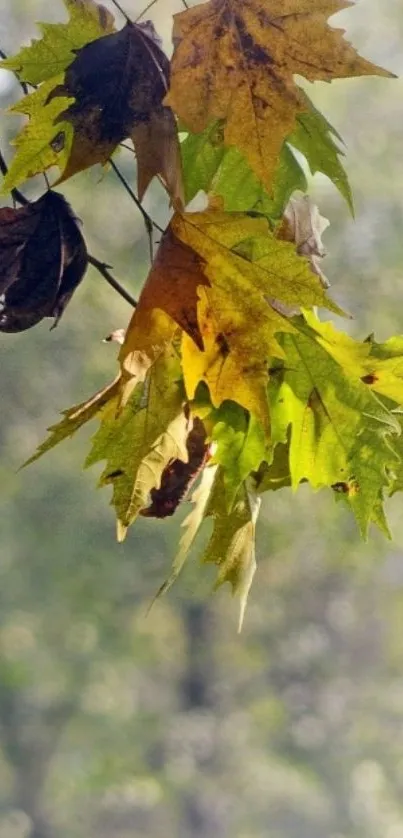 Autumn leaves hanging on a branch with a blurred nature background.