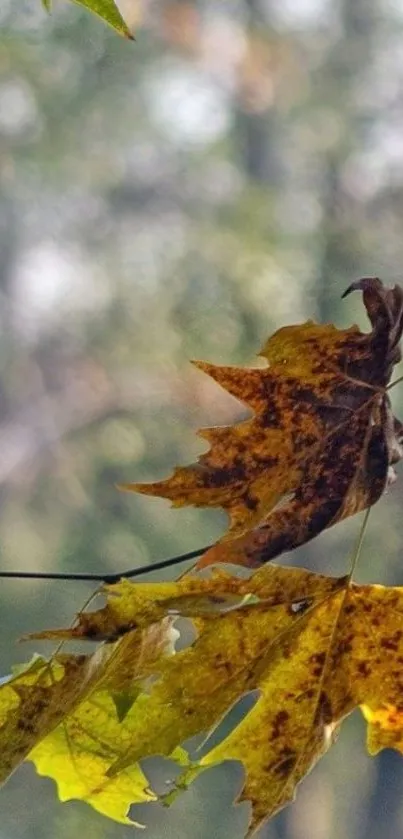 Autumn leaves with green and yellow hues on branches, blurred forest background.