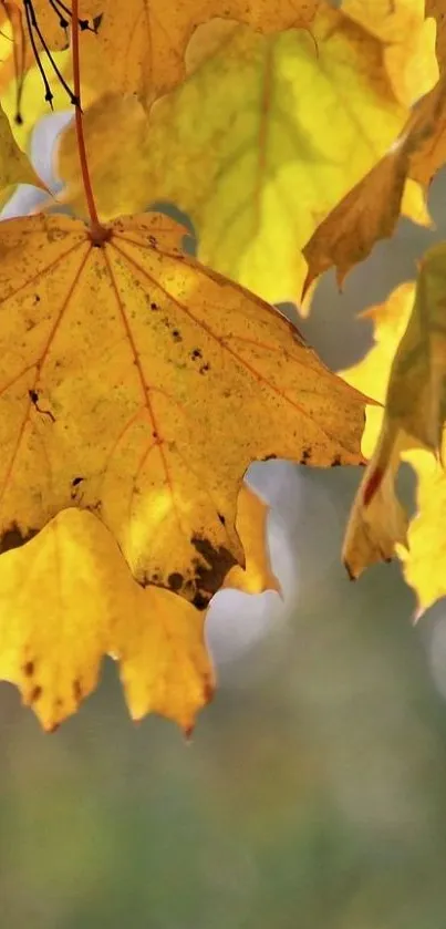 Golden autumn leaves close-up mobile wallpaper with a blurred background.