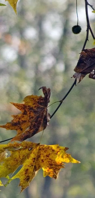 Autumn leaves with a soft green forest background.