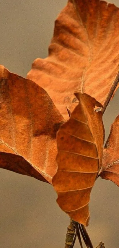 Orange-brown autumn leaves close-up wallpaper.