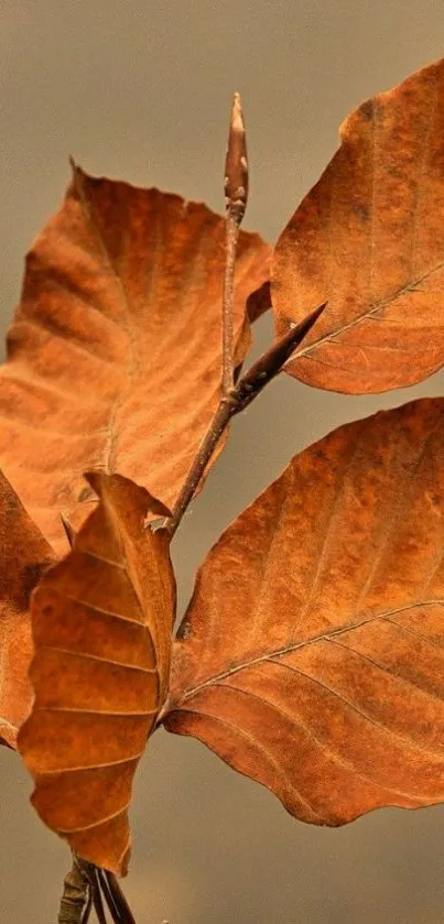 Mobile wallpaper with autumn leaves in warm shades.