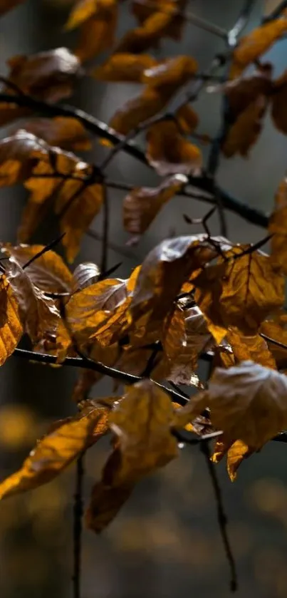 Golden brown autumn leaves on branches in soft light.