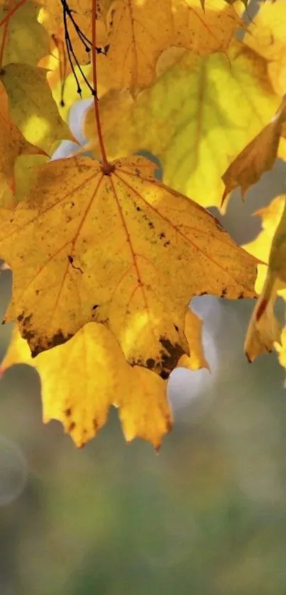 Close-up of vibrant yellow autumn leaves in sunlight.