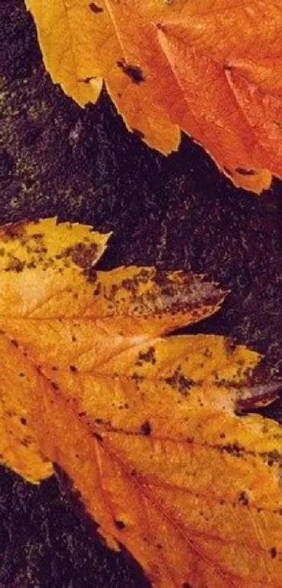 Vibrant orange and yellow autumn leaves on a dark textured background.