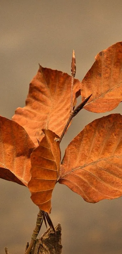 Vibrant autumn leaves in burnt orange hues, perfect for nature-themed phone wallpaper.