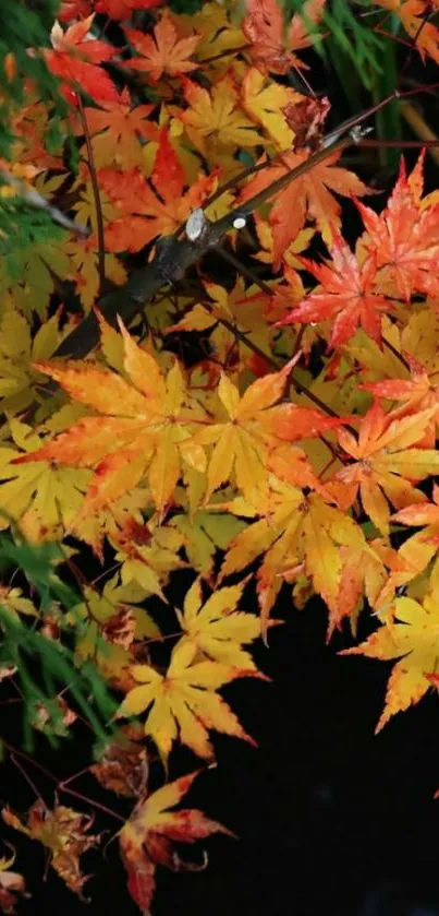 Vibrant orange and yellow autumn leaves on a mobile wallpaper.