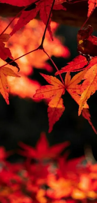 Vibrant red autumn leaves wallpaper with elegant natural design.