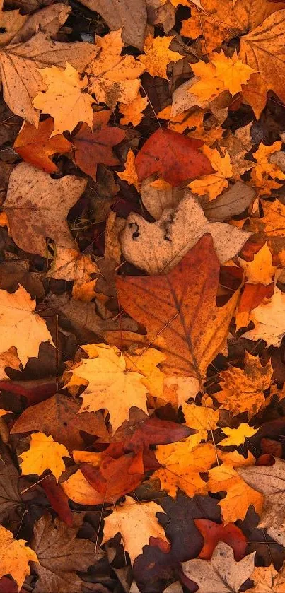 Mobile wallpaper featuring vibrant autumn leaves in shades of orange and brown.