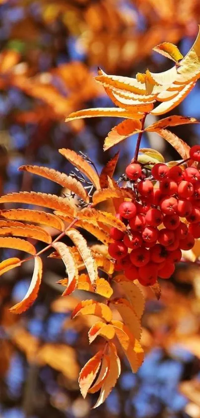 Autumn leaves with vibrant orange and red hues.